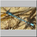 Enallagma cyathigerum - Gemeine Becherjungfer m06.jpg